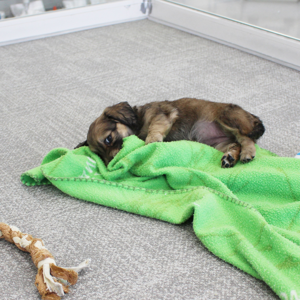 子犬の遊び場、パピールーム♪